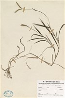 藏品(芒穗鴨嘴草)的圖片
